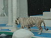 White tiger at mirage las vegas.JPG