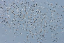 Голубое небо с множеством крошечных силуэтов далеких летающих птиц 