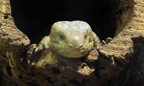 Solomon Islands skink