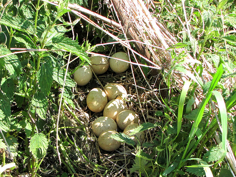 File:Wild Turkey nest and eggs.jpg