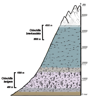 Chinchilla: Nomenclature et systématique, Caractéristiques communes des Chinchillas, Origine et histoire