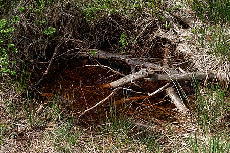 Puddle Wildsee raised bog Kaltenbronn