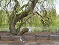 The Priory Gardens in Orpington, largely landscaped in the 19th century. [1,010]