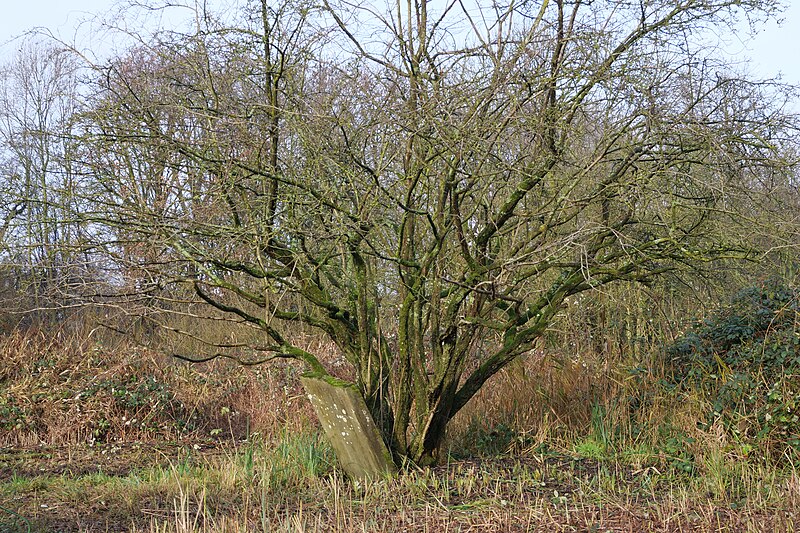 File:Wintry tree with gravestone.jpg