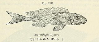 <i>Xenotilapia leptura</i> Species of fish