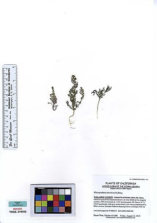 <i>Chenopodium atrovirens</i> Species of flowering plant