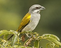 Parkerthraustes humeralis