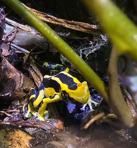 File:Yellow poison dart frog (Dendrobatidae) IMG 0358.jpg