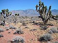 Joshua Trees kommen nur im Südwesten des Gebietes vor