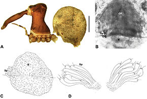 Описание изображения Zephyrarchaea robinsi anatomy.jpg.