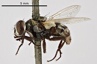 <i>Musca albina</i> Species of fly