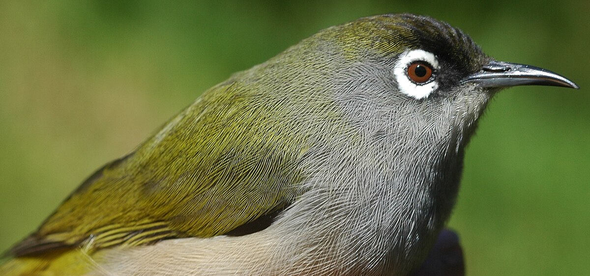 Oiseau Vert Wikipédia