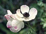 Ranunculus asiaticus, Zypern