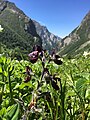 "Flowers Blossom At valley of flowers Chamoli, India" 46.jpg