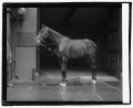 'Lady' Mrs. Harding's horse, 11-30-21 LOC npcc.05474.tif
