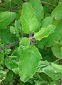 (Ocimum tenuiflorum) Holy Tulasi plant at Kakinada 02.jpg