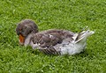 * Nomination Greylay goose (Anser anser), Tierpark Hellabrunn, Munich, Germany --Poco a poco 07:43, 25 August 2012 (UTC) * Promotion Good quality. --Cayambe 11:56, 25 August 2012 (UTC)