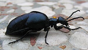 Blister Beetle