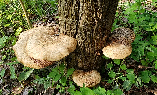 Mushroom Dryad's Saddle (Cerioporus squamosus)