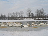 Лебеді на озері.JPG