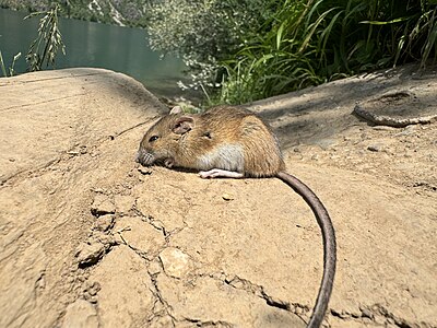 Northern birch mouse, Sary-Chelek Nature Reserve author - Panpanchik, choice of Aiylchy