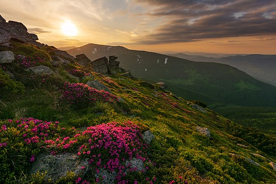 Rhododendron flowers in the Carpathian National Nature Park in Ivano-Frankivsk Oblast (Western Ukraine). Photograph: Misha Reme