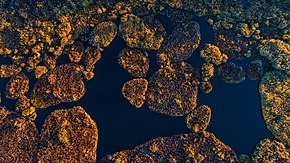Плавучі острови річки Супій восени. Гідрологічний заказник Усівський.jpg