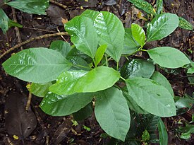 Baliospermum solanifolium (syn. Baliospermum montanum)