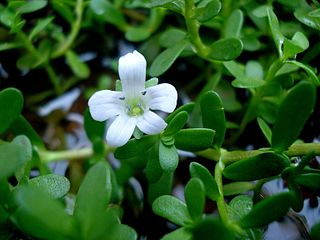 waterhyssop (Bacopa monnieri)