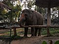 ช้างเอเชีย สวนสัตว์เชียงใหม่ Asian Elephant (1).jpg