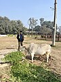 File:“Punganur” World’s smallest cattle Breed.jpg