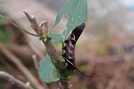 Neogurelca himachala