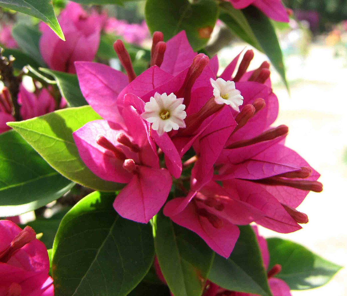 File 密葉塔紫葉子花 Bougainvillea Pink Pixie 深圳蓮花山公園 Shenzhen Lianhuashan Park China Jpg Wikimedia Commons