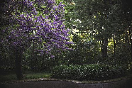 Árbol del amor