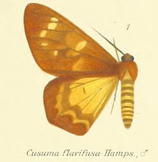 <i>Cusuma</i>