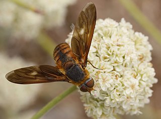 <i>Poecilanthrax eremicus</i> Species of fly