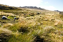 Typical terrain in the Falkland Islands 160303-Falkland Islands-78 copy (25337078203).jpg