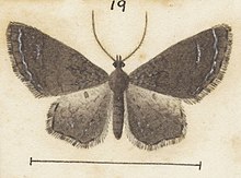 Illustration of P. acompsa. 19 MA I437614 TePapa Plate-XV-The-butterflies full (cropped).jpg