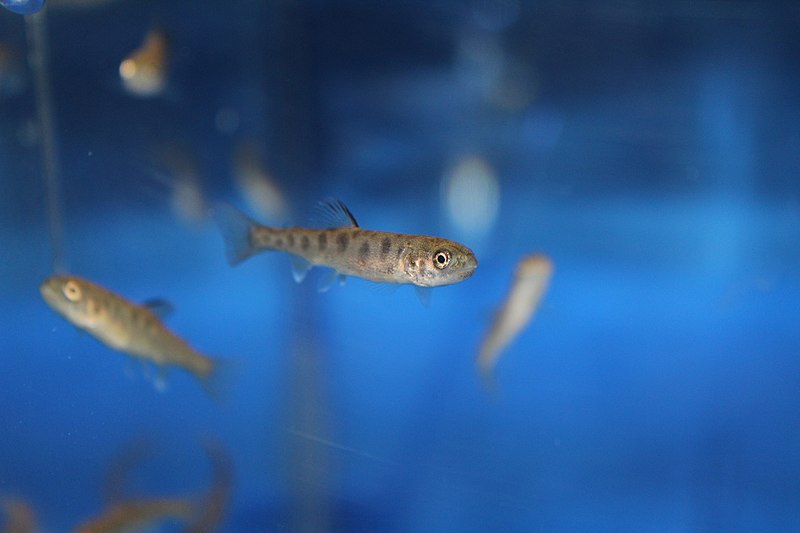 File:1 1 2 month old Lahontan cutthroat trout (34616339205).jpg