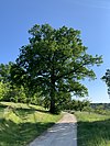 1 oak (4) .jpg