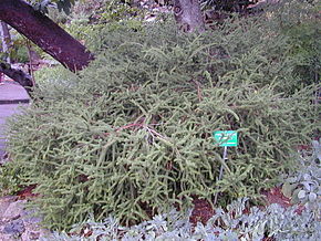 Descripción de 200410 Melaleuca Diosmifolia.JPG image.