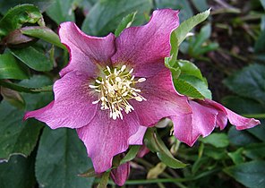 Helleborus