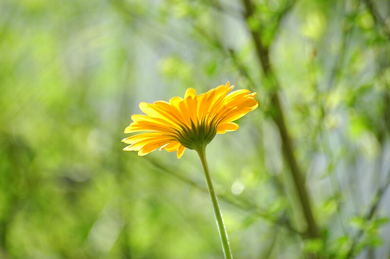 File:2009-06-28 (17) Calendula officinalis.jpg