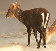 Coklat cervid dengan putih pantat