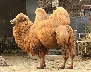 <span class="mw-page-title-main">Bactrian camel</span> Species of mammal