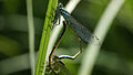 Große Pechlibelle, Paarungsrad - Ischnura elegans