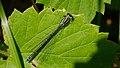 Hufeisen-Azurjungfer - Coenagrion puella, Weibchen