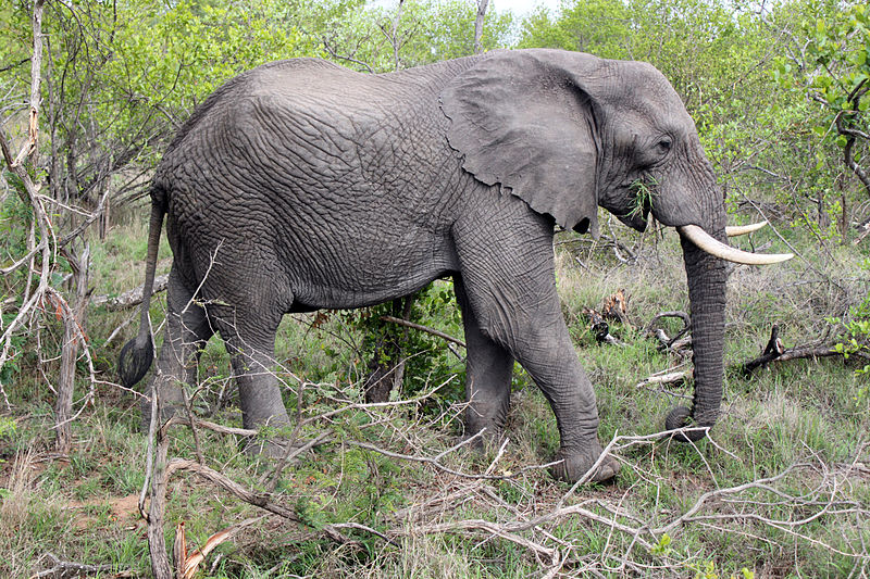 File:2014-11-23 069 Elefant (Elephantdae) anagoria.JPG