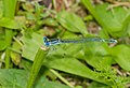 Blaue Federlibelle - Platycnemis pennipes, Männchen