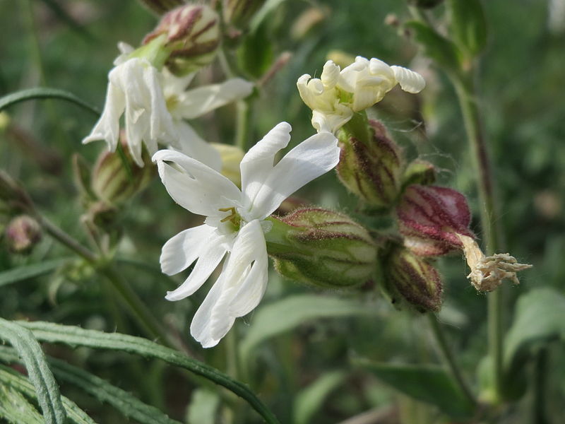 File:20150508Silene latifolia1.jpg